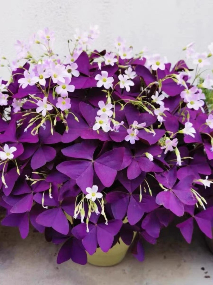 紫叶酢浆草种球幸运草炸酱草室内紫色榨酱草三叶草种子多年生盆栽