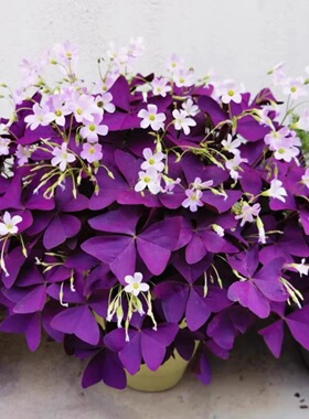 紫叶酢浆草种球幸运草炸酱草室内紫色榨酱草三叶草种子多年生盆栽