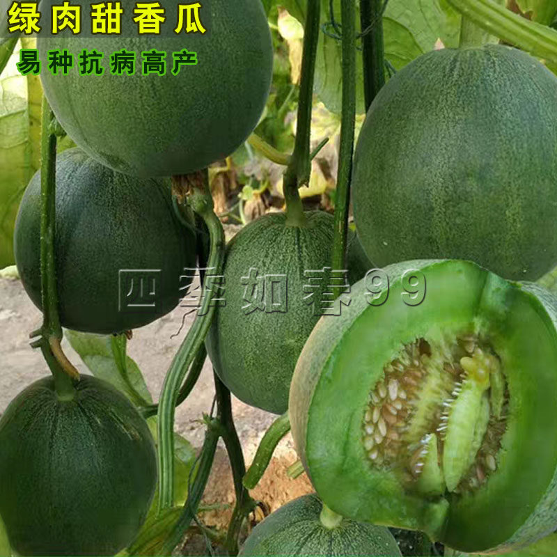 绿宝石香瓜种子阳台盆栽蔬菜种子春夏秋播香瓜种籽绿肉香甜瓜