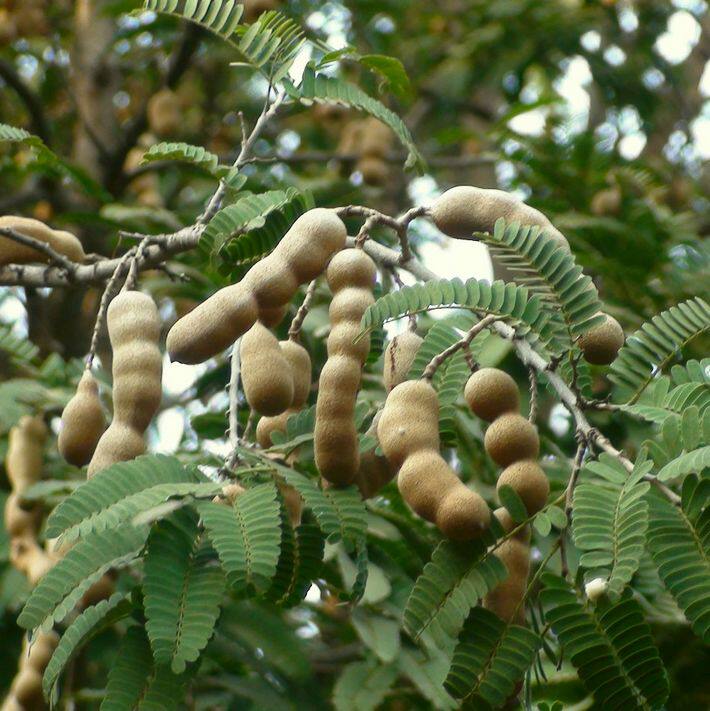 新采酸角种子 酸豆 罗望子酸梅 木罕 甜目坎麻夯种 甜角种子