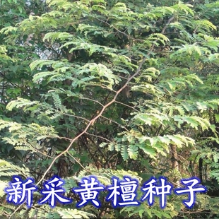 新采黄檀种子优质木材坚韧致密树酸枝木不知春望水檀木树种籽降香