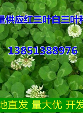 白三叶草种子净籽青绿化果园