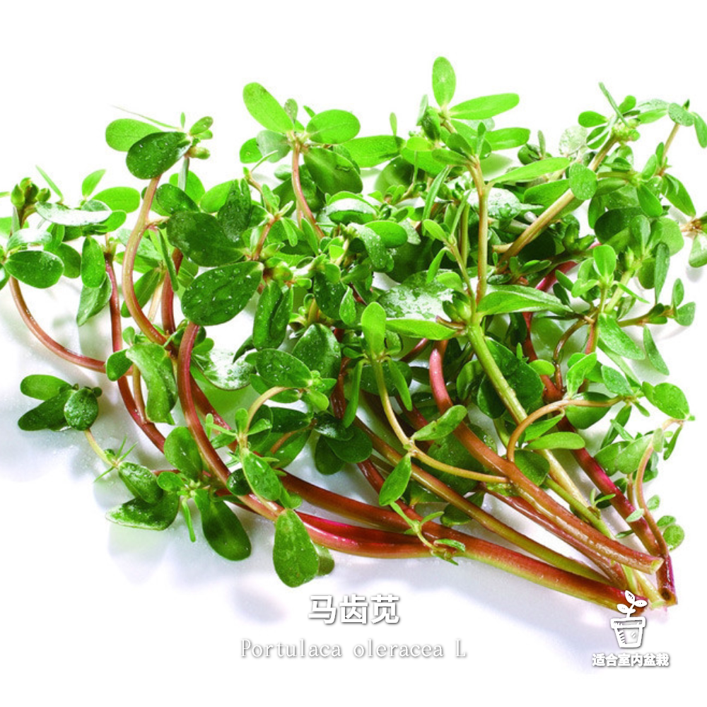 马齿笕种子 野生 马菜 马齿苋菜种 长寿保健蔬菜 野菜 可食用菜籽