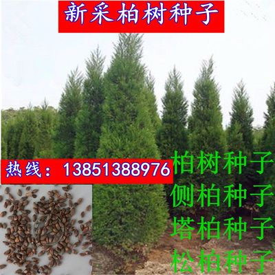 新采柏树种子 塔柏 松柏种子 桧柏 洒金柏 侧柏 松树圆柏种籽包邮