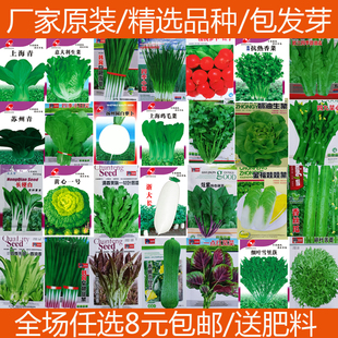 蔬菜种子大全白菜萝卜种子菠菜种子阳台小白菜籽萝卜种籽