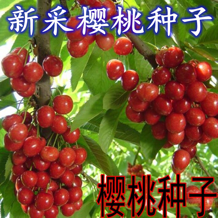 新采散装樱桃树种子车厘子野樱桃山樱桃毛大樱桃四季果树种籽