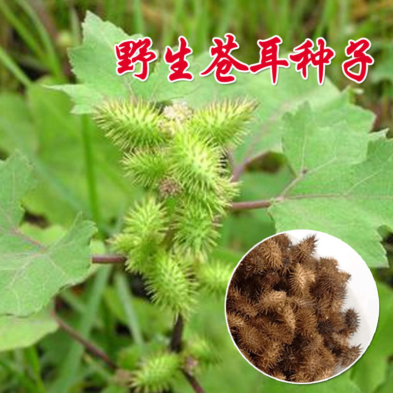新采苍耳种子野生带刺毛新货苍耳子中药材正宗泡脚鼻涕苍耳粉包邮
