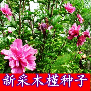 新采木槿种子 红花木槿种子 重瓣 朱槿 绿化林木苗木植物树种子