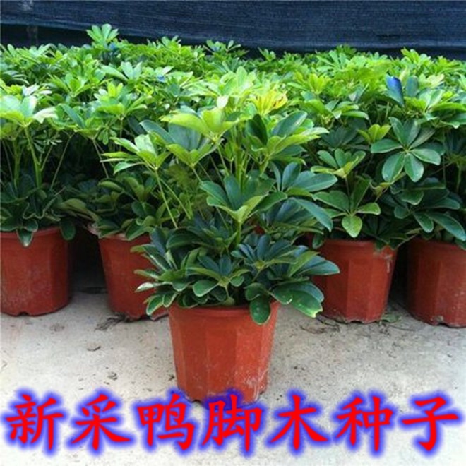 新采鸭脚木种子鹅掌柴吉祥树鸭母树冬季蜜蜂蜜源植物家庭室内花卉