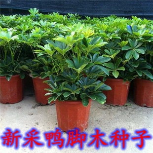 新采鸭脚木种子鹅掌柴吉祥树鸭母树冬季蜜蜂蜜源植物家庭室内花卉