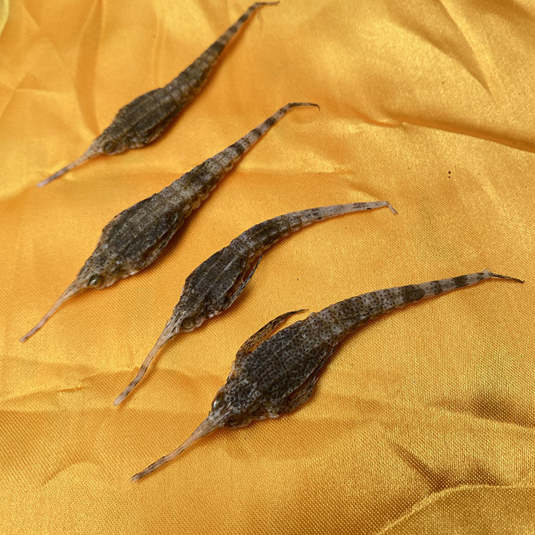 海麻雀 海燕 海宝海洋生物泡酒料 10克    5-10个