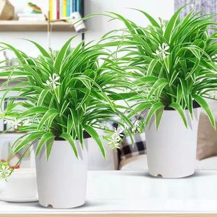 金边吊兰金心吊篮盆栽绿植植物花卉净化空气吸办公室客厅