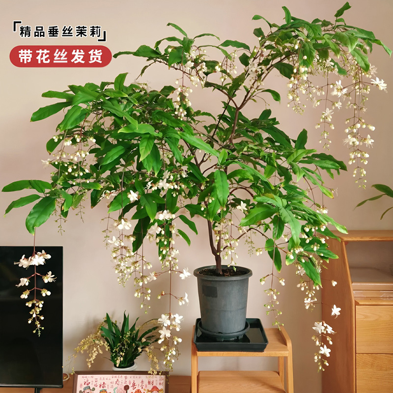 泰国盆栽非温室苗垂丝茉莉