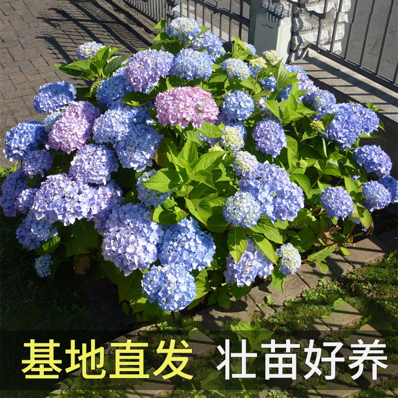 绣球花苗无尽夏阳台大花绣球花园木绣球阳台庭院植物树苗花卉盆栽