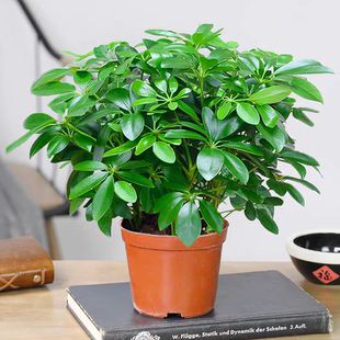 鸭脚木发财树盆栽鸭掌木鹅掌柴八方来财室内绿植花卉四季常青植物