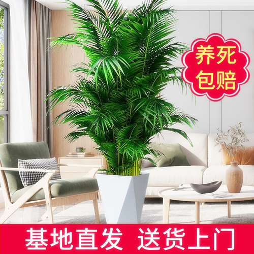 散尾葵盆栽绿植北欧网红室内客厅