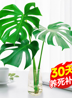 水培植物龟背竹盆栽老桩四季常青大叶室内观叶桌面绿植