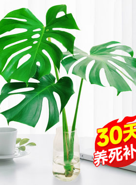 四季常青观叶绿植老桩龟背
