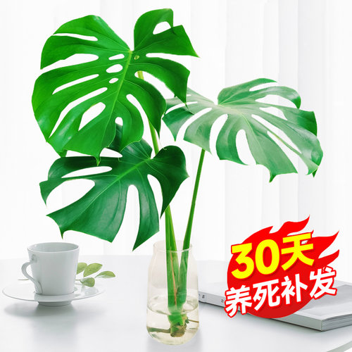 四季常青观叶绿植老桩龟背