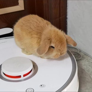 双血统垂耳兔子活物凤眼海棠小型茶杯兔迷你长不大宠物兔侏儒活体