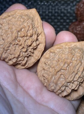 d19朱雀狮子头41尺文玩核桃一五一图宽边大耳桃心型纹路流畅红皮