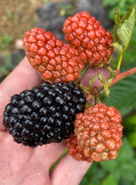 双季黑莓树莓 153 pk45 罗甘莓 矮生苗组培 南北方庭院阳台覆盆子