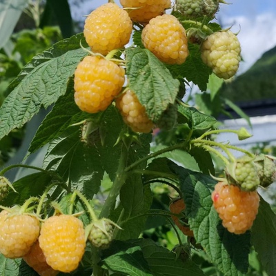 多季结果组培双季树莓苗可商用