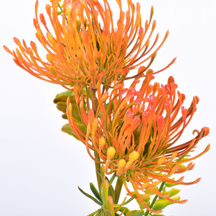 Leucospermum Flower Ball Artificial Chrysanthemum Bouquet