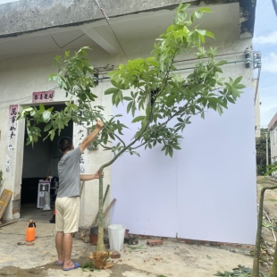 发财树开业乔迁送礼盆栽客厅办公室招财旺宅绿植好养易活盆景