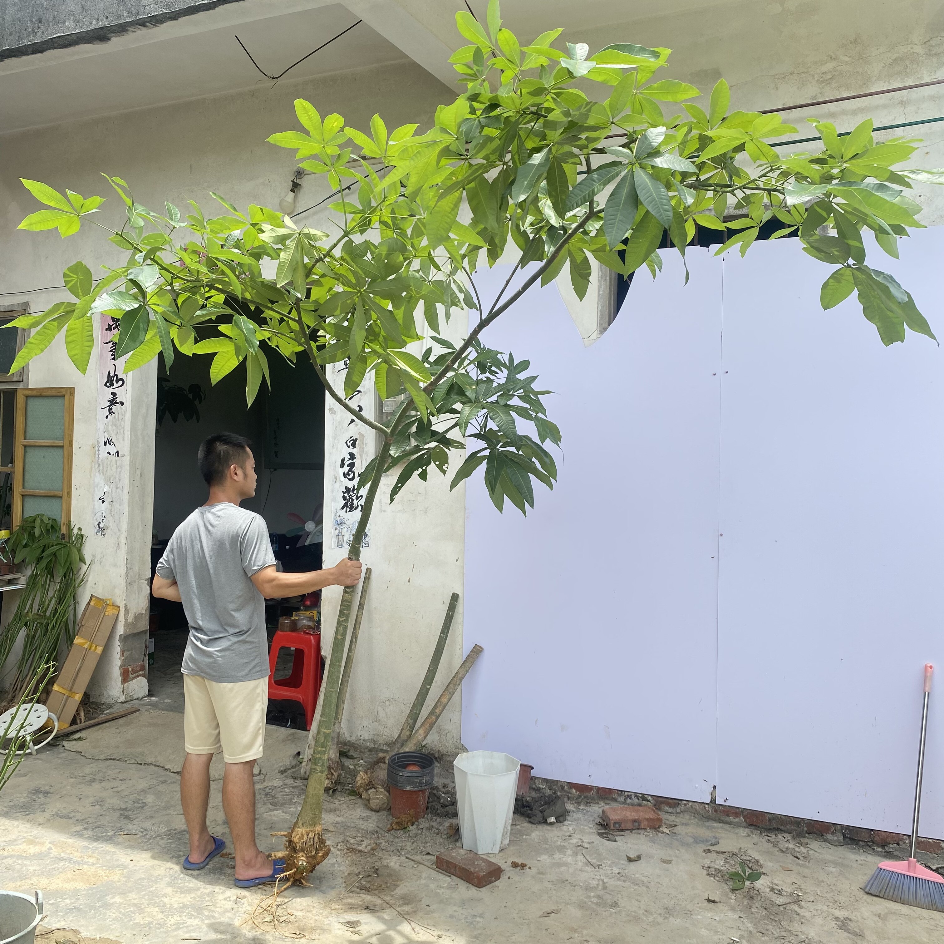原生发财树盆栽叶片饱满翠绿生长状态好适合阳台庭院摆放