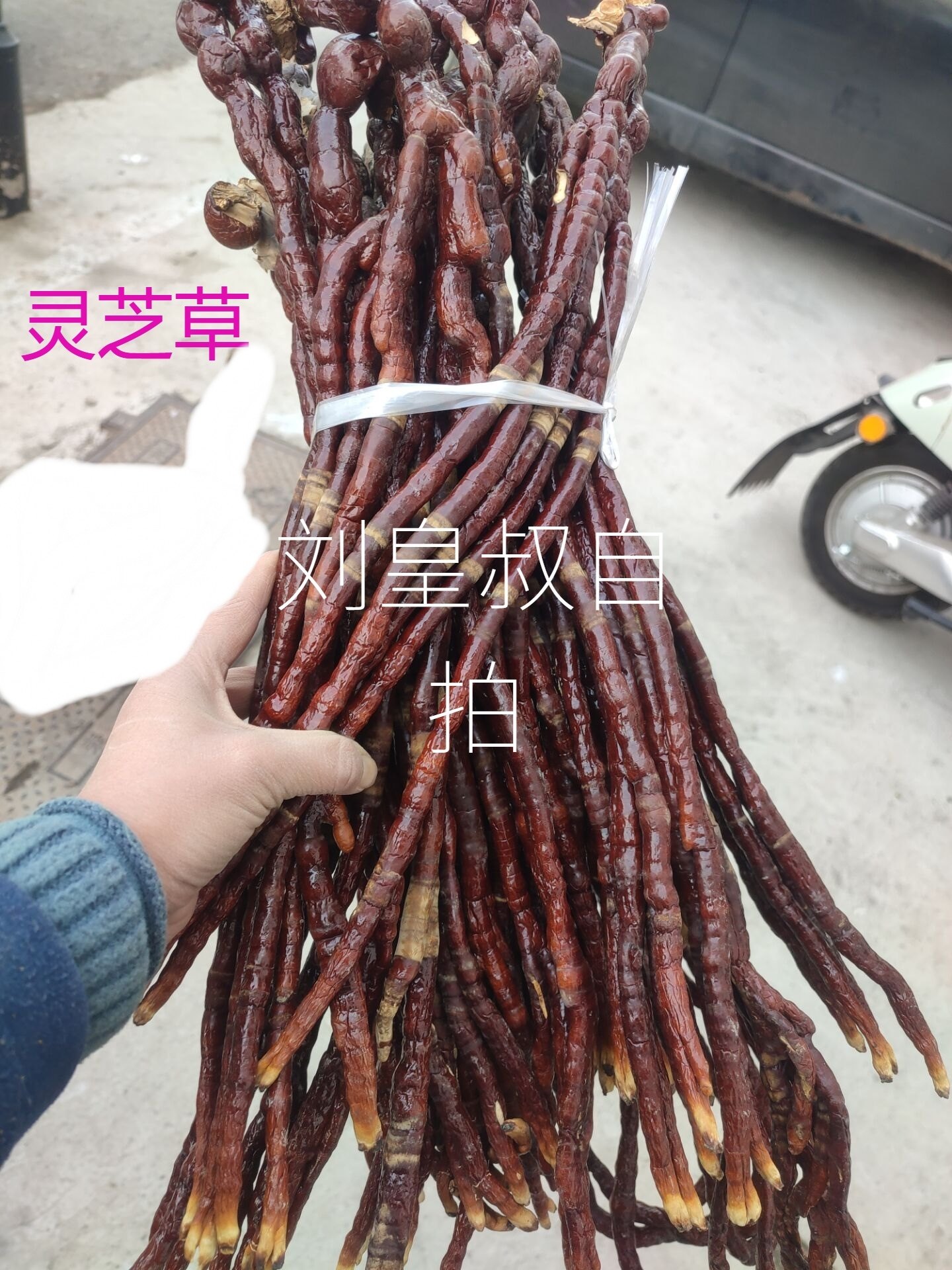 正宗灵芝草中药材长白山特产整枝灵芝500g克又名鹿角灵芝林芝