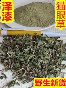 猫眼草别名:泽漆乳浆大戟细叶猫眼草烂疤眼乳浆草五凤草五朵云