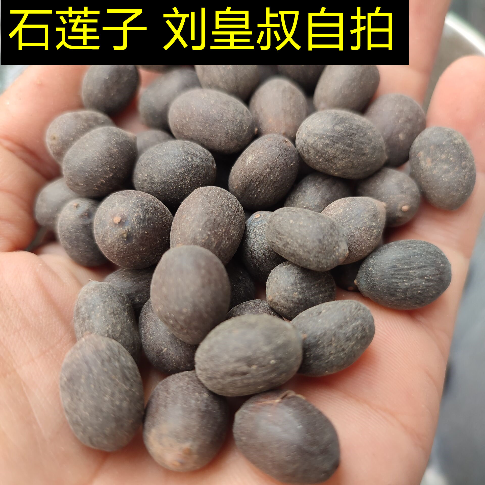 野生石莲子中药材500g克正品甜石莲壳莲子 新货正品泡水新货优质