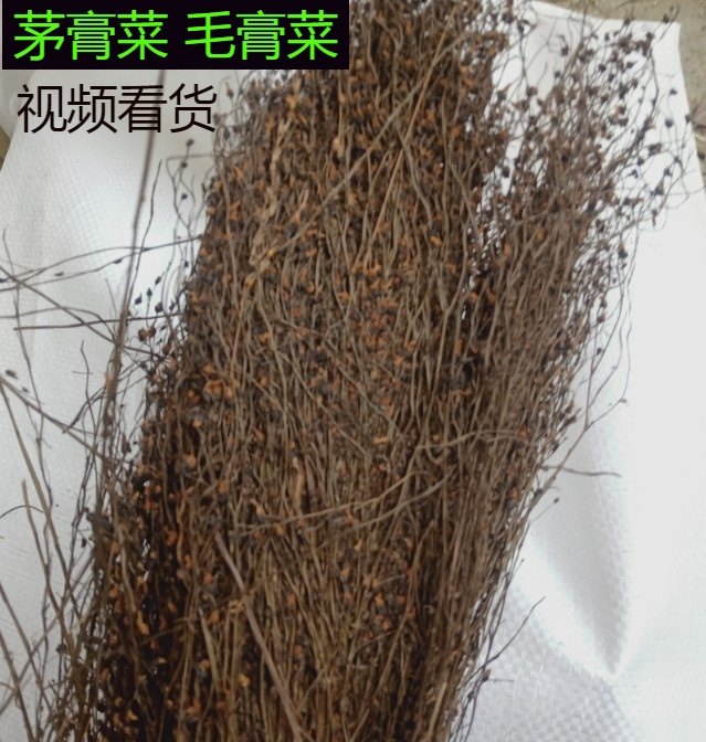 地下明珠草干中药材茅膏菜矛膏菜落地珍珠草一粒金丹草 陈伤子草