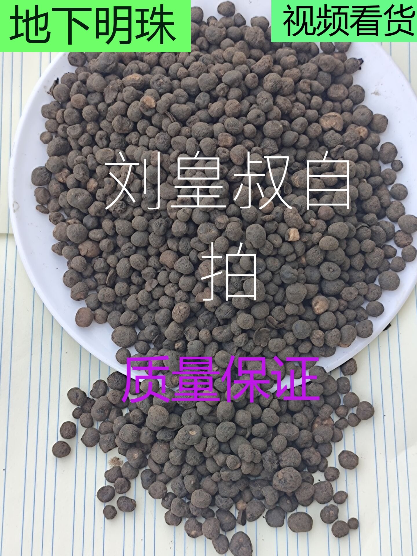 地下明珠籽100g到1千克落地珍珠 一粒金丹 陈伤子售 茅膏菜