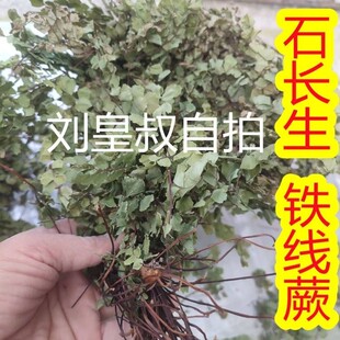 新货石长生 长生草 岩浮萍猪毛七铁线蕨 猪鬃草石长生