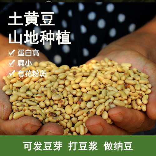老种新货黄豆农家种植肾形小粒黄豆老笨土黄豆黑豆打豆浆豆芽