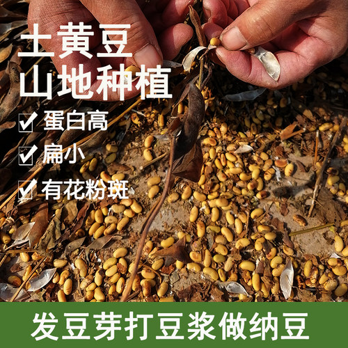 老种新货黄豆农家种植肾形小粒黄豆老笨土黄豆打豆浆生豆芽
