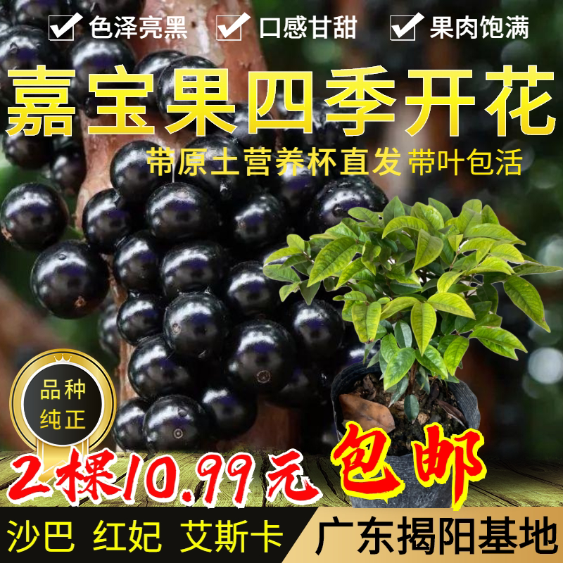 四季红妃艾斯卡嘉宝果苗带花果大树苗盆栽包邮正宗沙巴树葡萄树苗