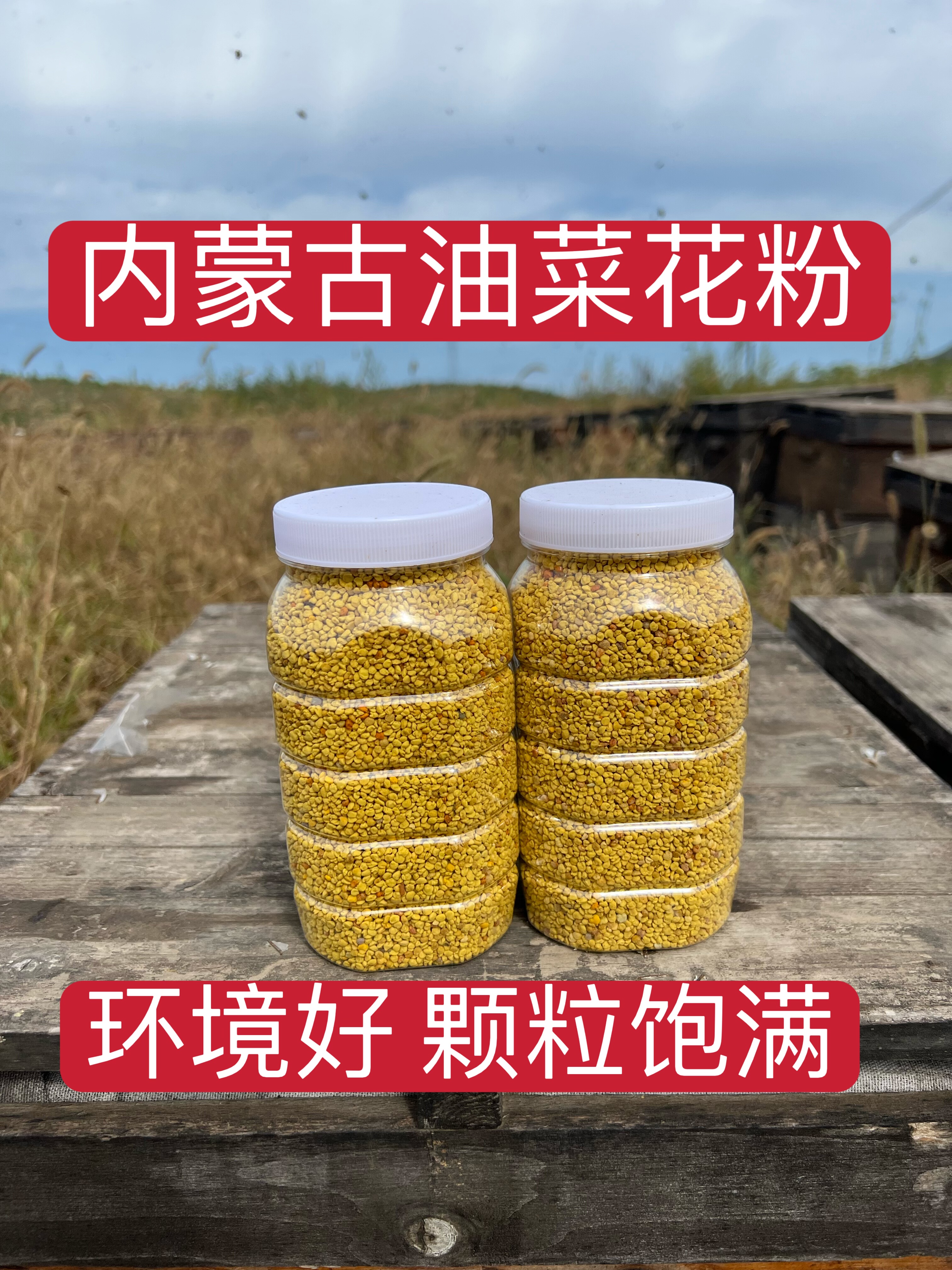 内蒙古纯油菜蜂花粉食用天然油菜纯花粉蜂花粉500克未破壁 包邮