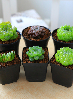 Wholesale Haworthia cooperi Potted Succulents