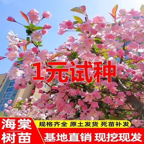 海棠树苗庭院西府垂丝海棠花盆栽地栽大型四季花卉耐寒南北方种植