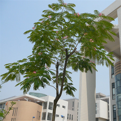 苗圃直销四季常青合欢树苗庭院花卉植物道路工程绿化绒花苗木