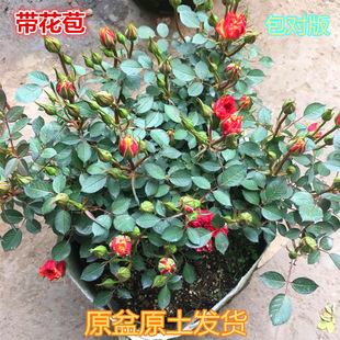 Four Seasons Rose Seedlings Rose Climbing Vine Extra Large