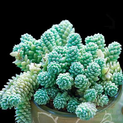 Rotating Leaf Hime Star Beauty Succulent Plants Explosive P