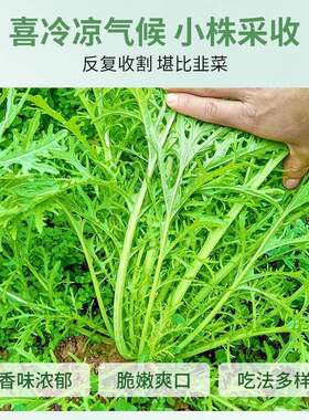 细叶雪里蕻种子雪菜雪里红春不老种籽秋院冬青菜农家菜园庭蔬菜孑