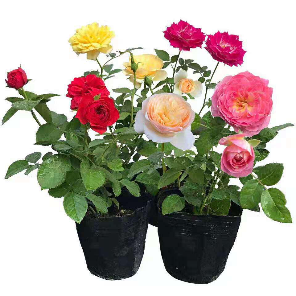 藤本月季花苗爬藤植物庭院阳台大花浓香花卉灌木欧月蔷薇玫瑰