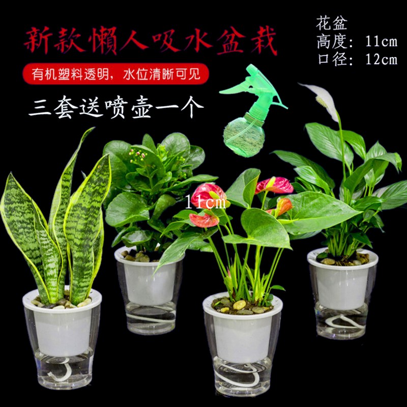 包邮绿萝盆栽办公室虎皮兰栀子花红掌室内绿植花卉铜钱草水培套装