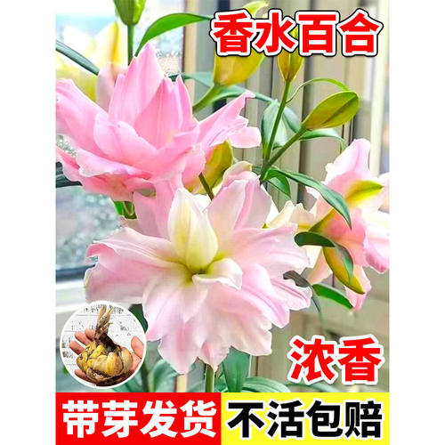 For Sale: Lily Bulbs – Easy to Grow All Year Round!