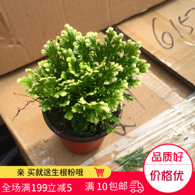 卷柏苗九死还魂草卷柏盆栽花卉办公室阳台植物净化空气不死草花卉
